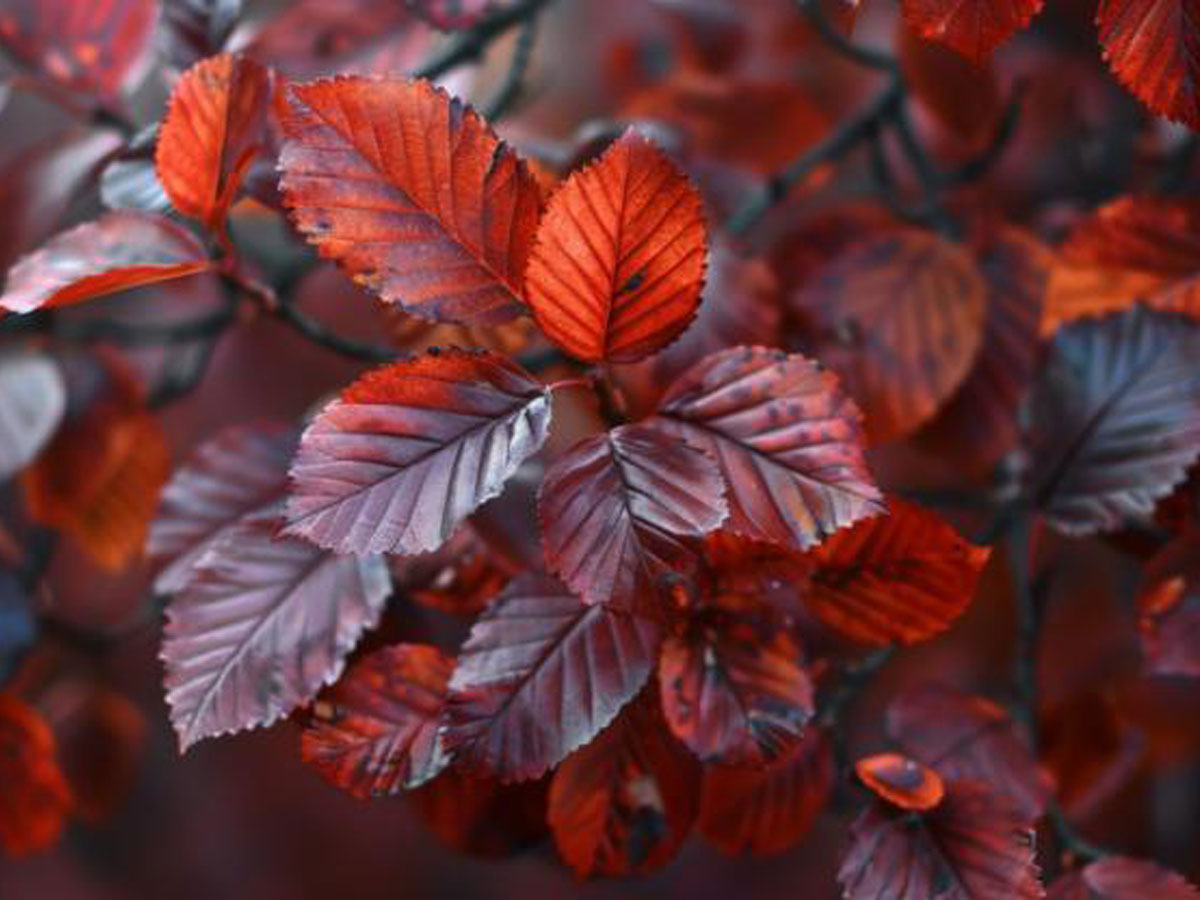 Blattwerk der Purpurbuche