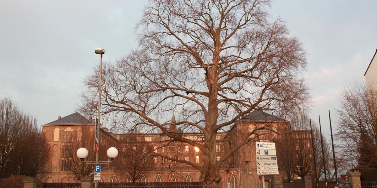 Die Blutbuche vor dem Collegium Albertinum Bonn muss zurückgeschnitten werden, um die Standfestigkeit zu gawährleisten