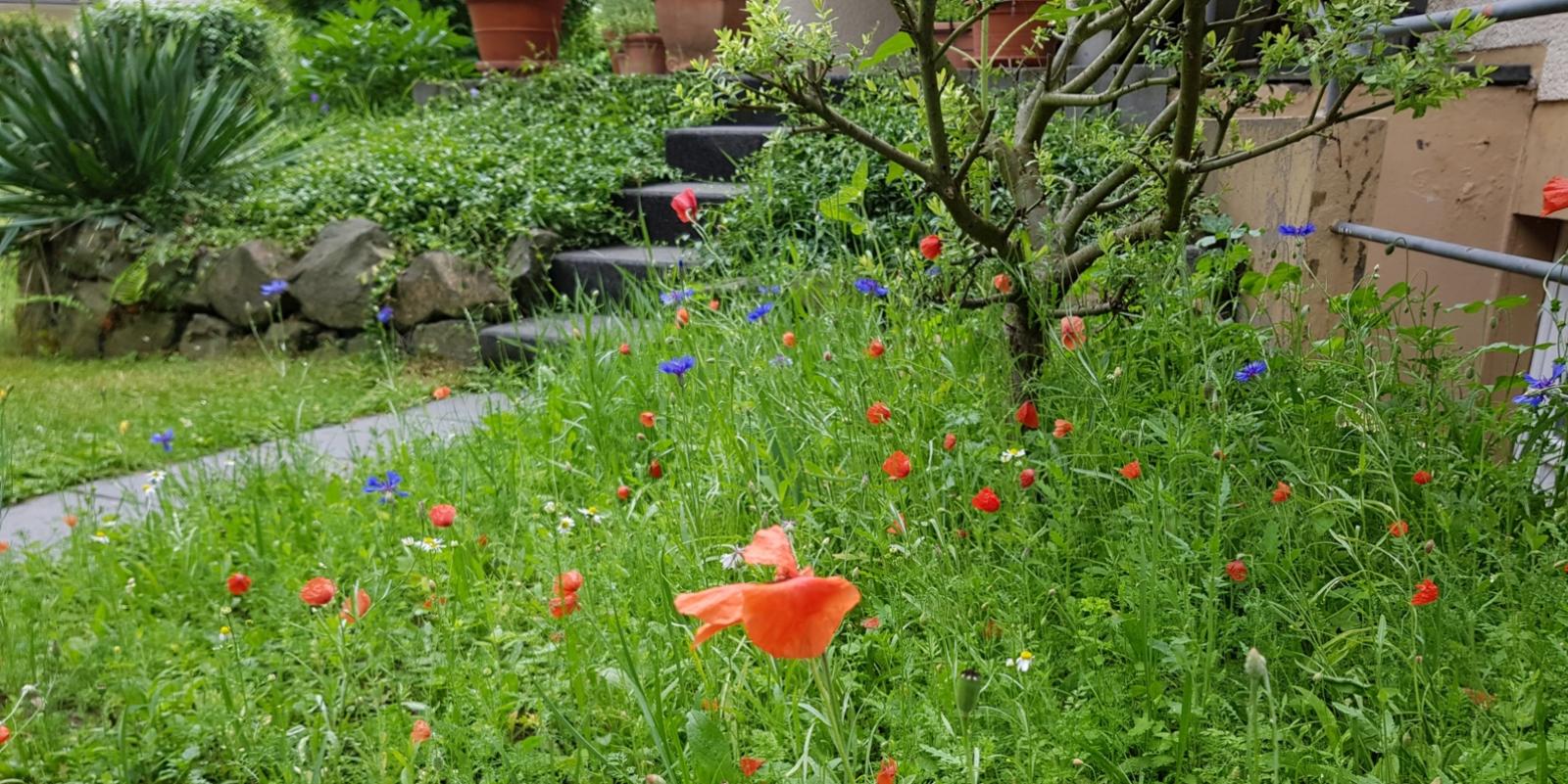 Picknickplätze für Schmetterlinge Eine Mitmachaktion des Erzbistums Köln in Kooperation mit den regionalen Stationen des Naturschutzbundes Deutschland (NABU, Naturschutzstation Leverkusen-Köln, Kreisverband Oberberg, Stadtverband Köln) sowie dem LVR-Freilichtmuseum Lindlar: mit individuell zusammen gestelltem Blumen-Saatgut für die Regionen Köln und Oberberg, können Kinder 'Picknickplätze' für Schmetterlinge und Co. säen und damit einen Beitrag zur Bewahrung der Schöpfung leisten.