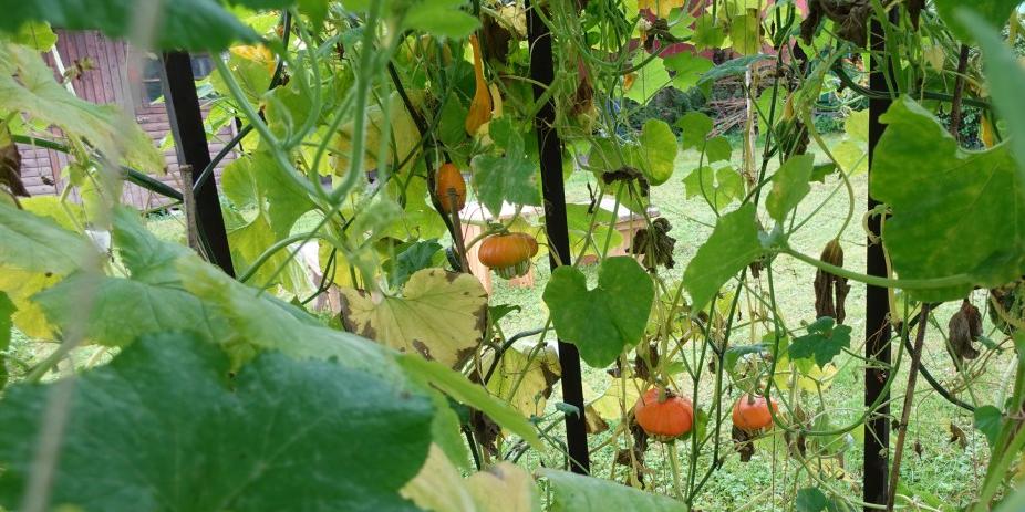 BiodiversitätsCheck in Kirchengemeinden des Erzbistums Köln