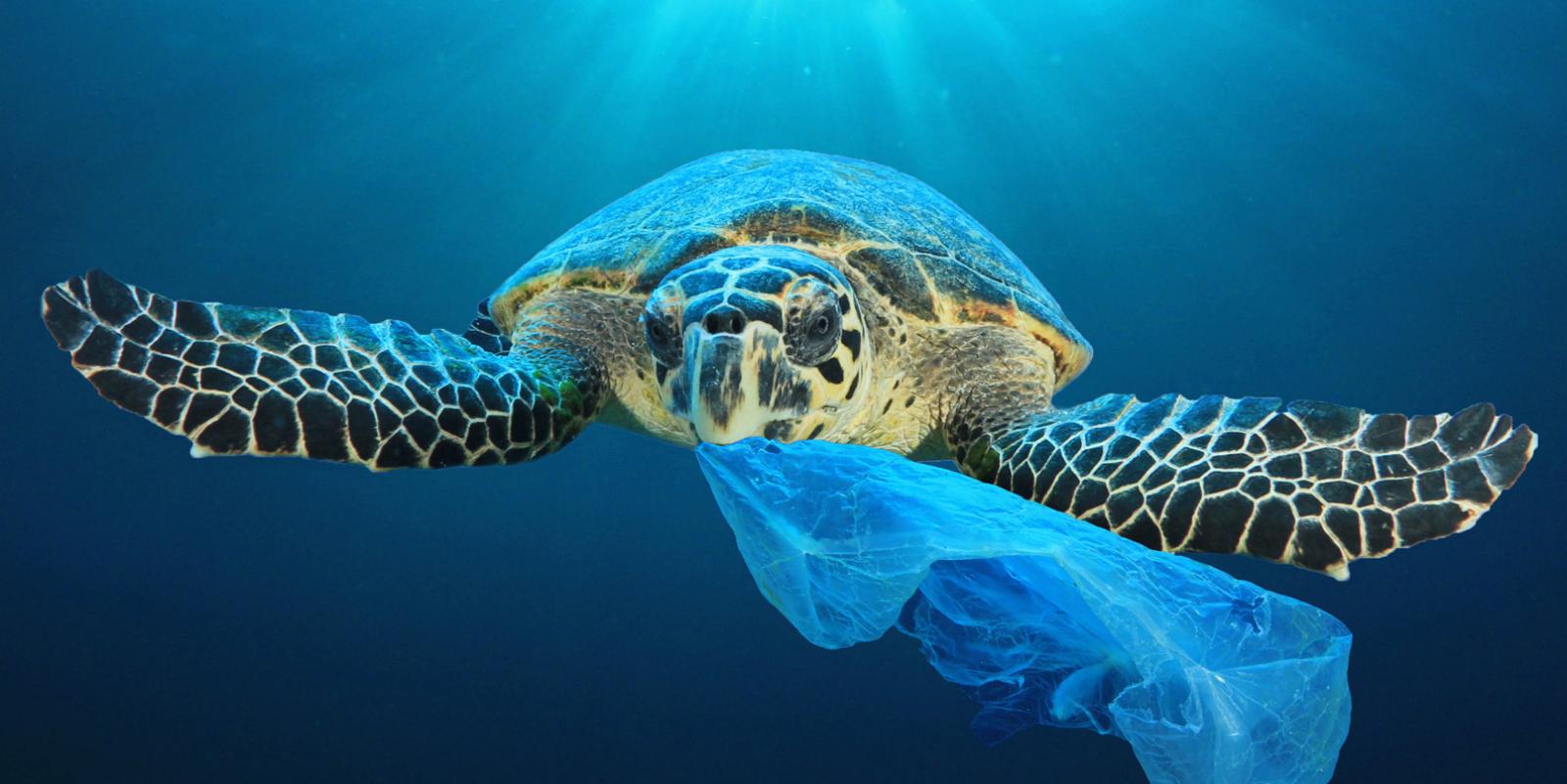 Schildkröte im Meer mit Plastiktüte