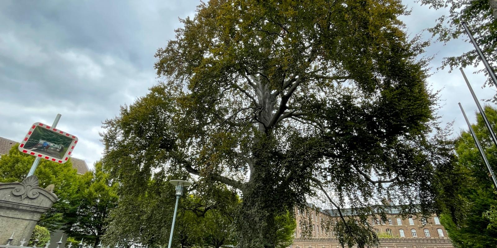 Die Blutbuche vor dem Collegium Albertinum ist rund 150 Jahre alt. Das Kronenbild deutet darauf hin, dass die Baumvitalität rückläufig ist. Der Baum ist von einem Pilz befallen, der die Standfestigkeit von innen heraus schwächt. Der Baum versucht derzeit die Erkrankung im Bereich der Wurzeln und des Stammes durch verstärktes Wachstum in die Breite zu kompensieren. Dennoch ist die Blutbuche inzwischen nicht mehr standsicher.