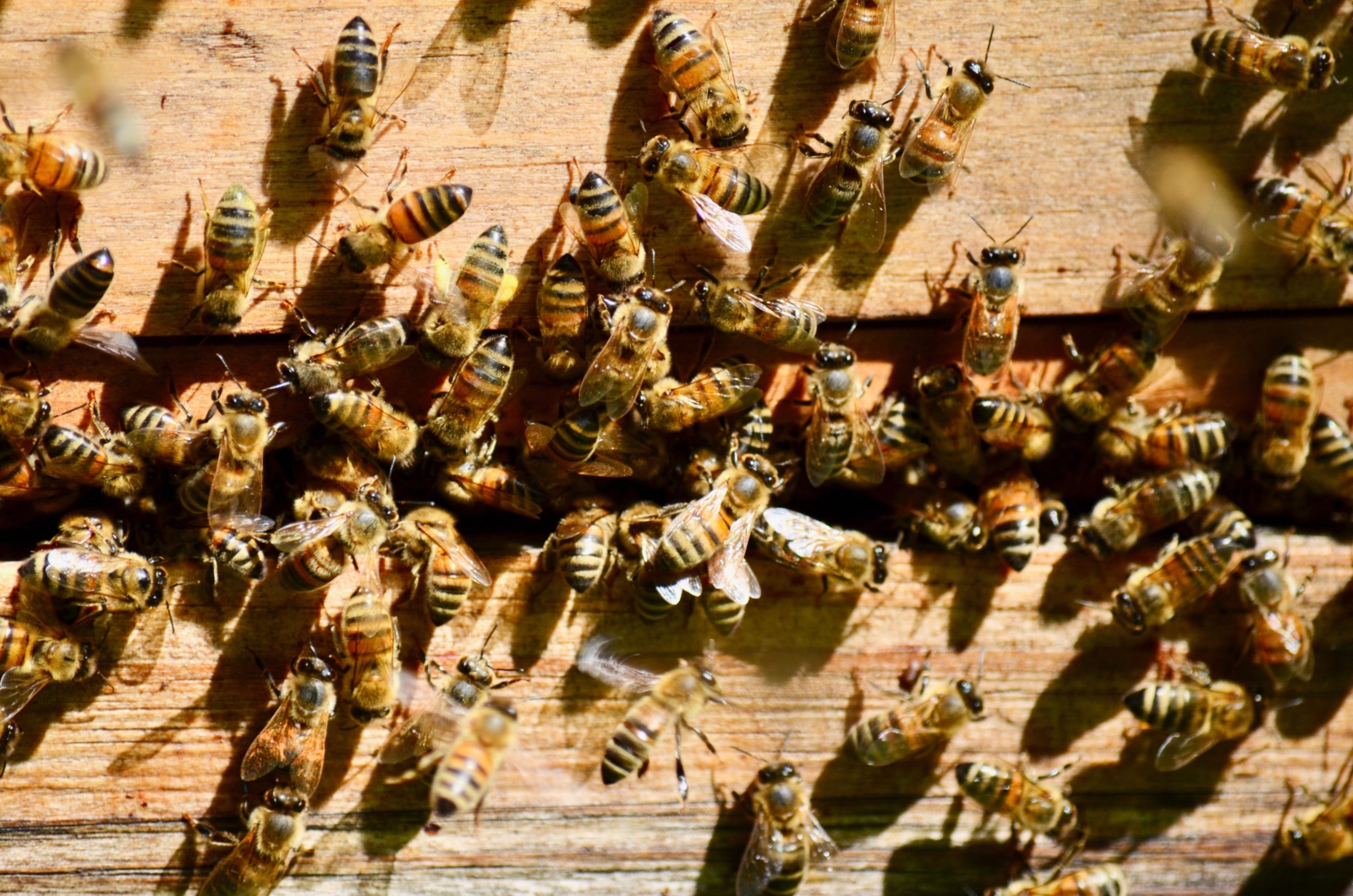 Tag der Bienen 2023, Garten, Erzbischöfliches Haus, Kardinal Woelki, Imker Niels Dietrich
