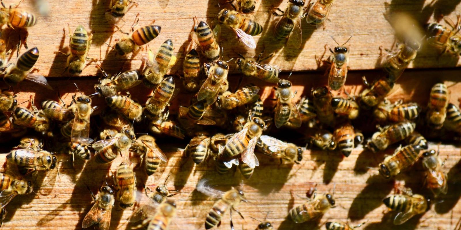 Tag der Bienen 2023, Garten, Erzbischöfliches Haus, Kardinal Woelki, Imker Niels Dietrich