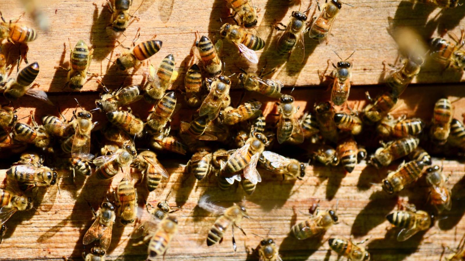 Tag der Bienen 2023, Garten, Erzbischöfliches Haus, Kardinal Woelki, Imker Niels Dietrich