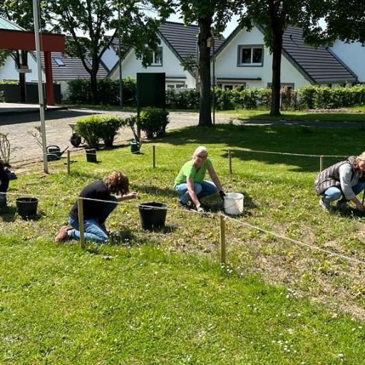 Gemeindemitglieder in St. Engelbert, Voiswinkel pflanzen 800 Narzissen und andere Pflanzen.