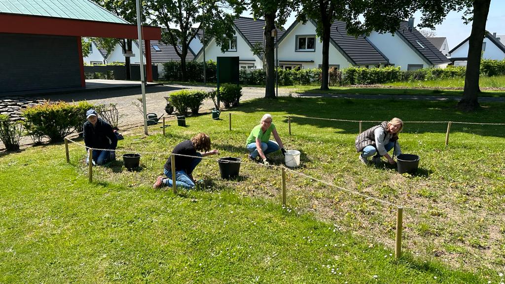 Gemeindemitglieder in St. Engelbert, Voiswinkel pflanzen 800 Narzissen und andere Pflanzen.