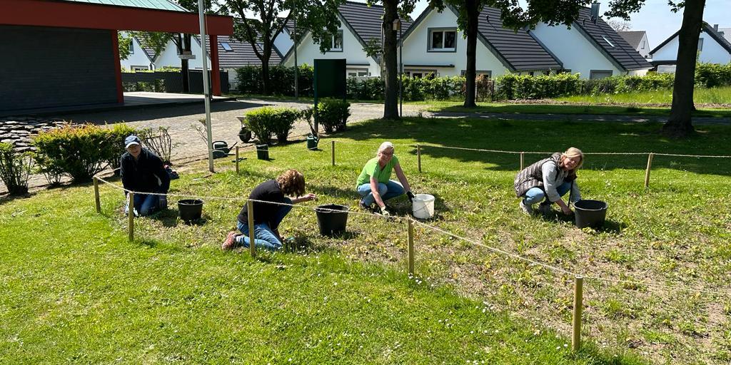 Gemeindemitglieder in St. Engelbert, Voiswinkel pflanzen 800 Narzissen und andere Pflanzen.