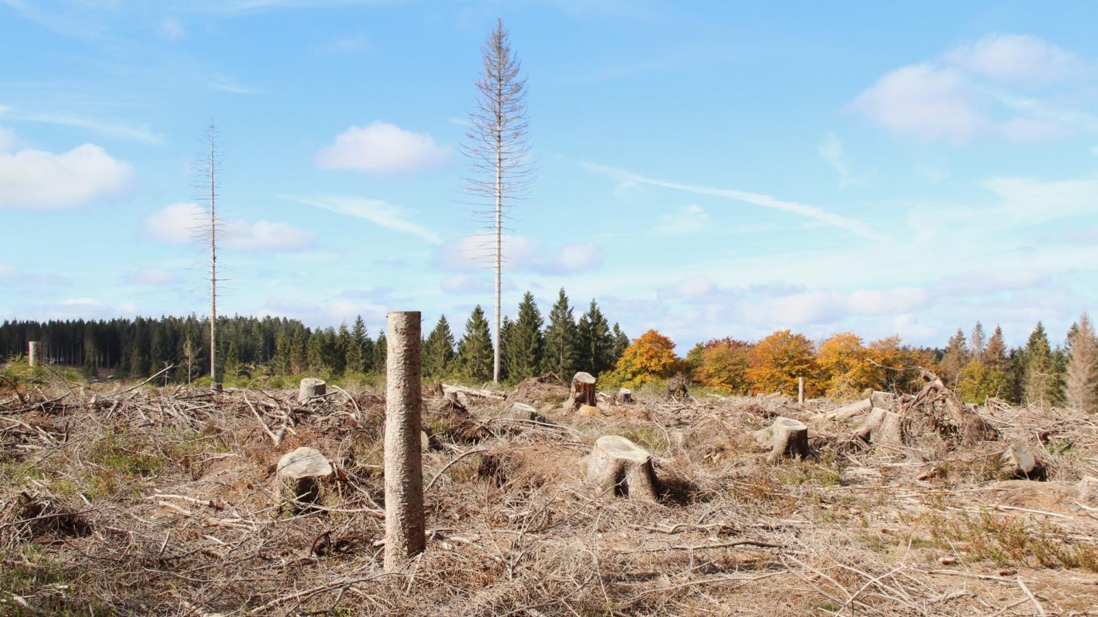 Die Auswirkungen des Klimawandels sind in den Wäldern zu sehen.