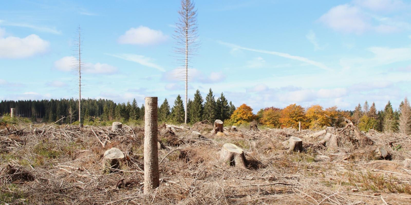 Die Auswirkungen des Klimawandels sind in den Wäldern zu sehen.