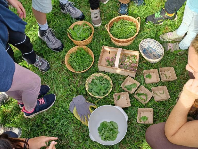 Ergebnisse der Kräutersammlung
