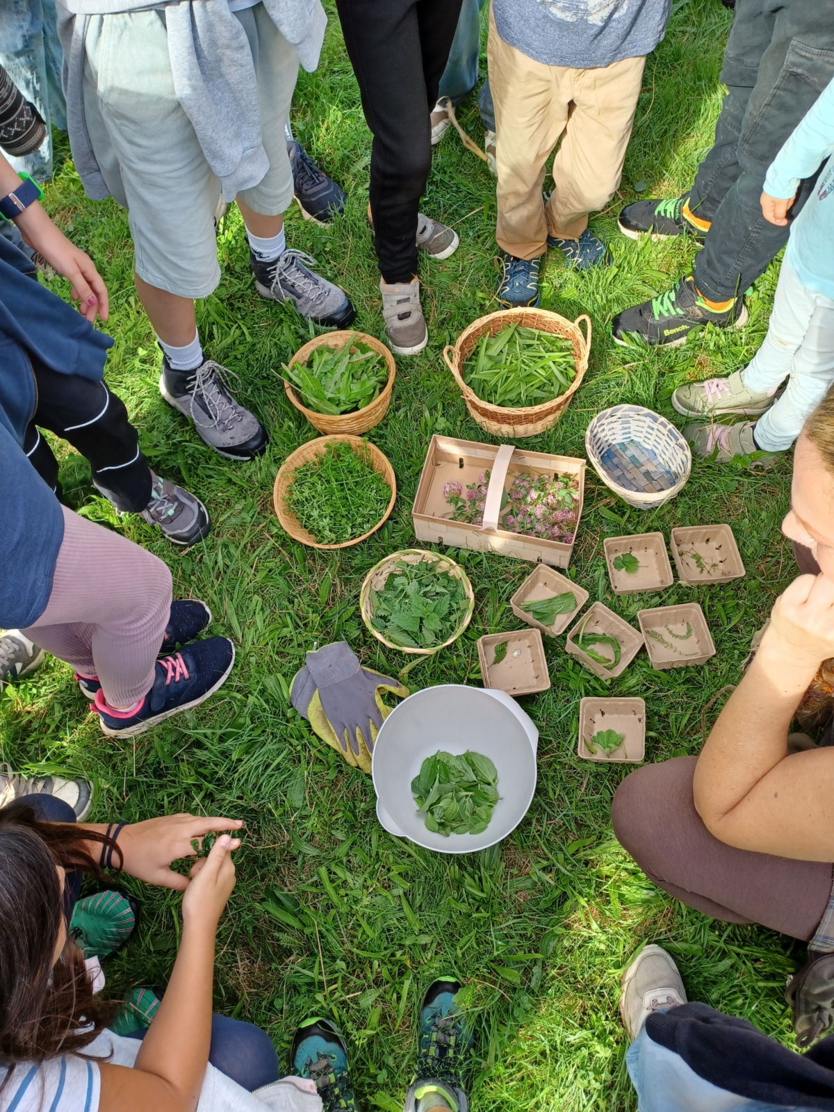 Ergebnisse der Kräutersammlung