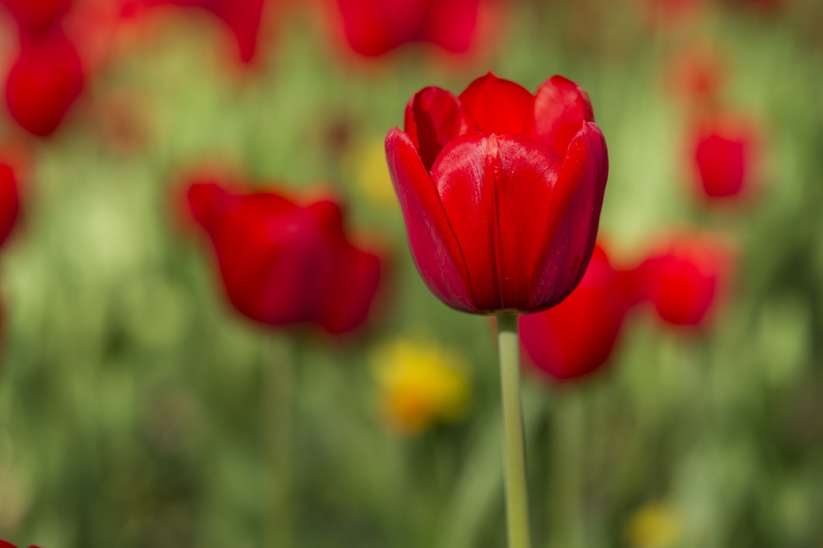 rote Tulpe