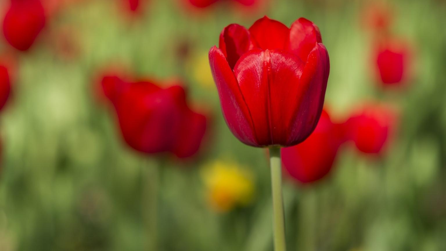 rote Tulpe