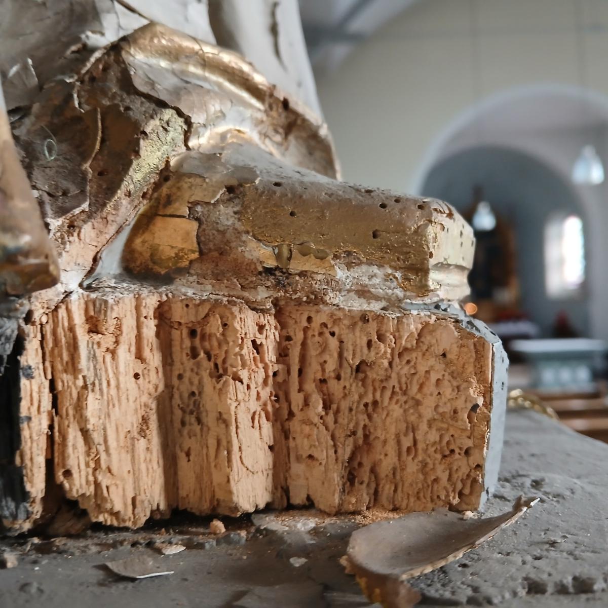 Schädlingsbefall