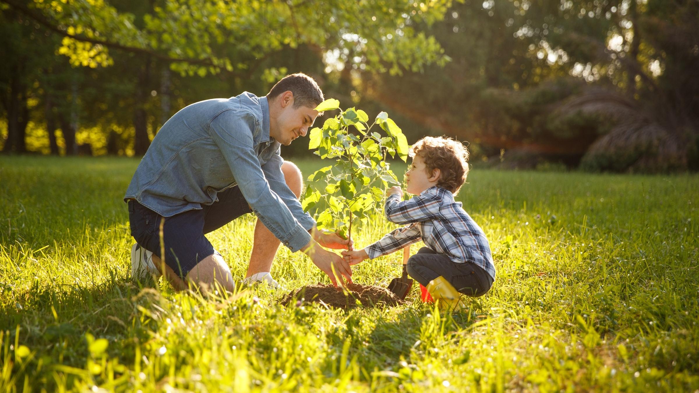 Vater und Sohn pflanzen gemeinsam einen Baum am Waldrand