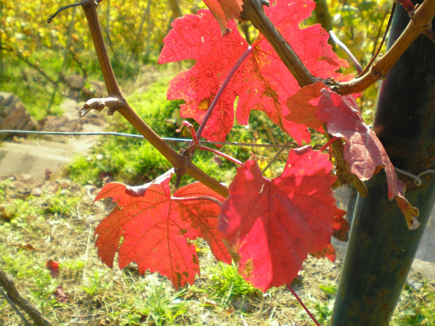 Herbst im Weinberg
