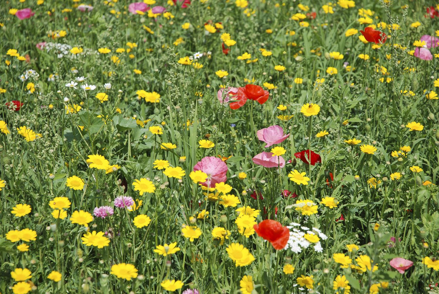 Blumenwiese_Dr.albrecht_garsky_pfarrbriefservice