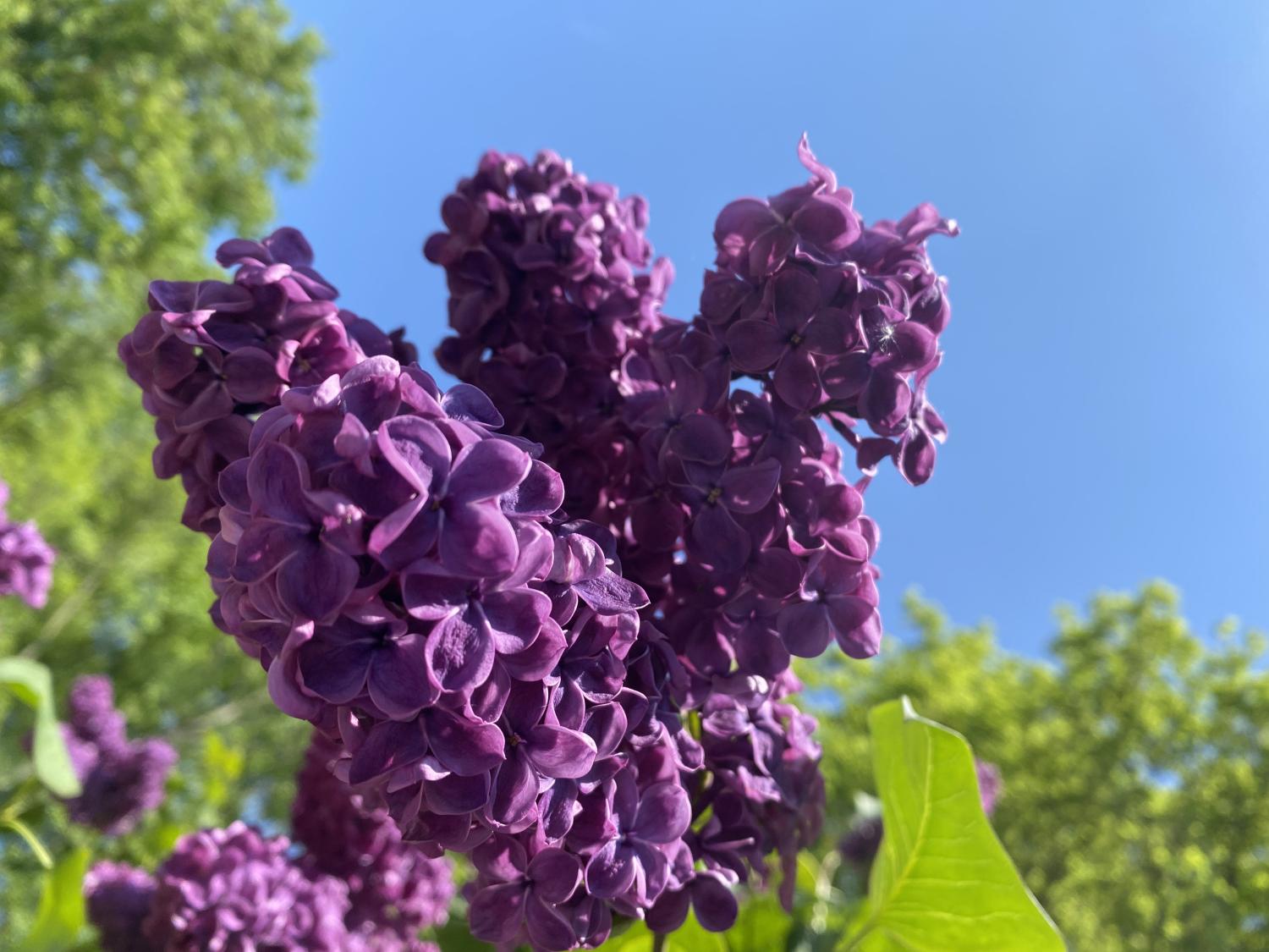 Bluehender Flieder_by_Sylvio_Krueger_pfarrbriefservice