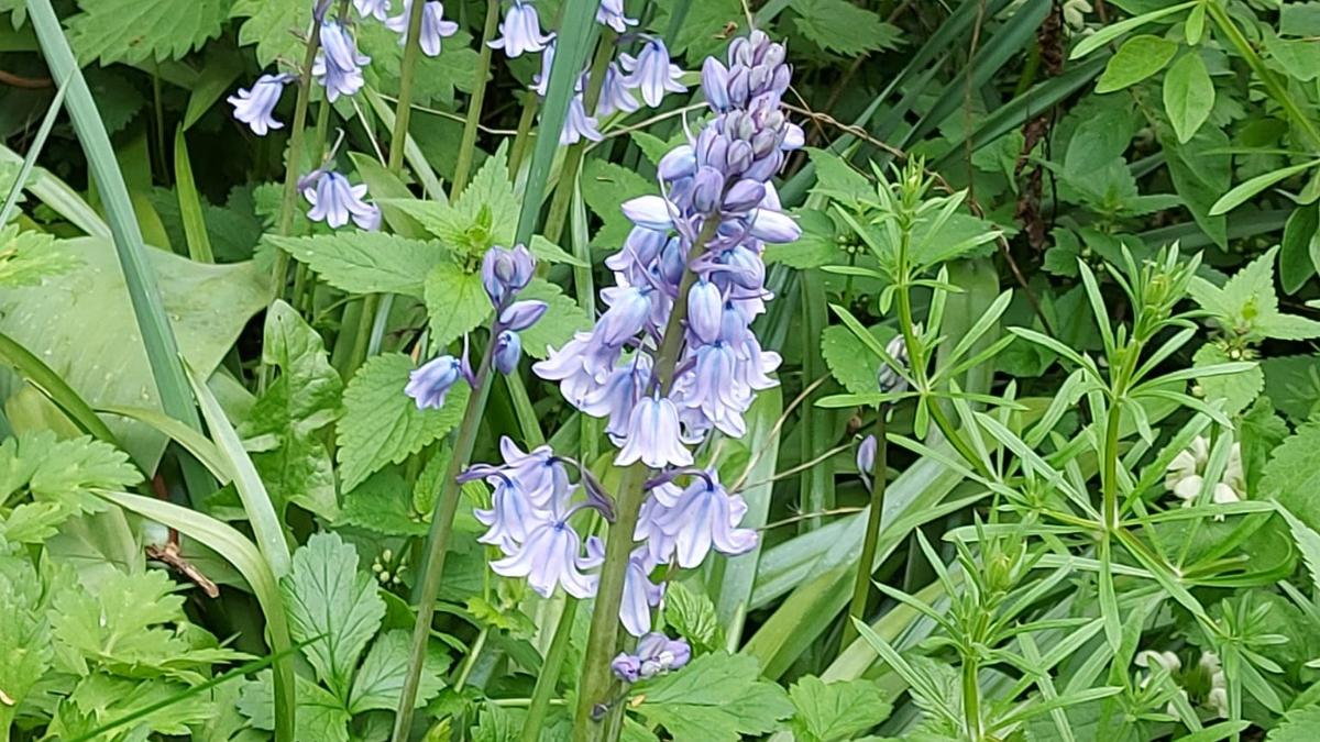Natur