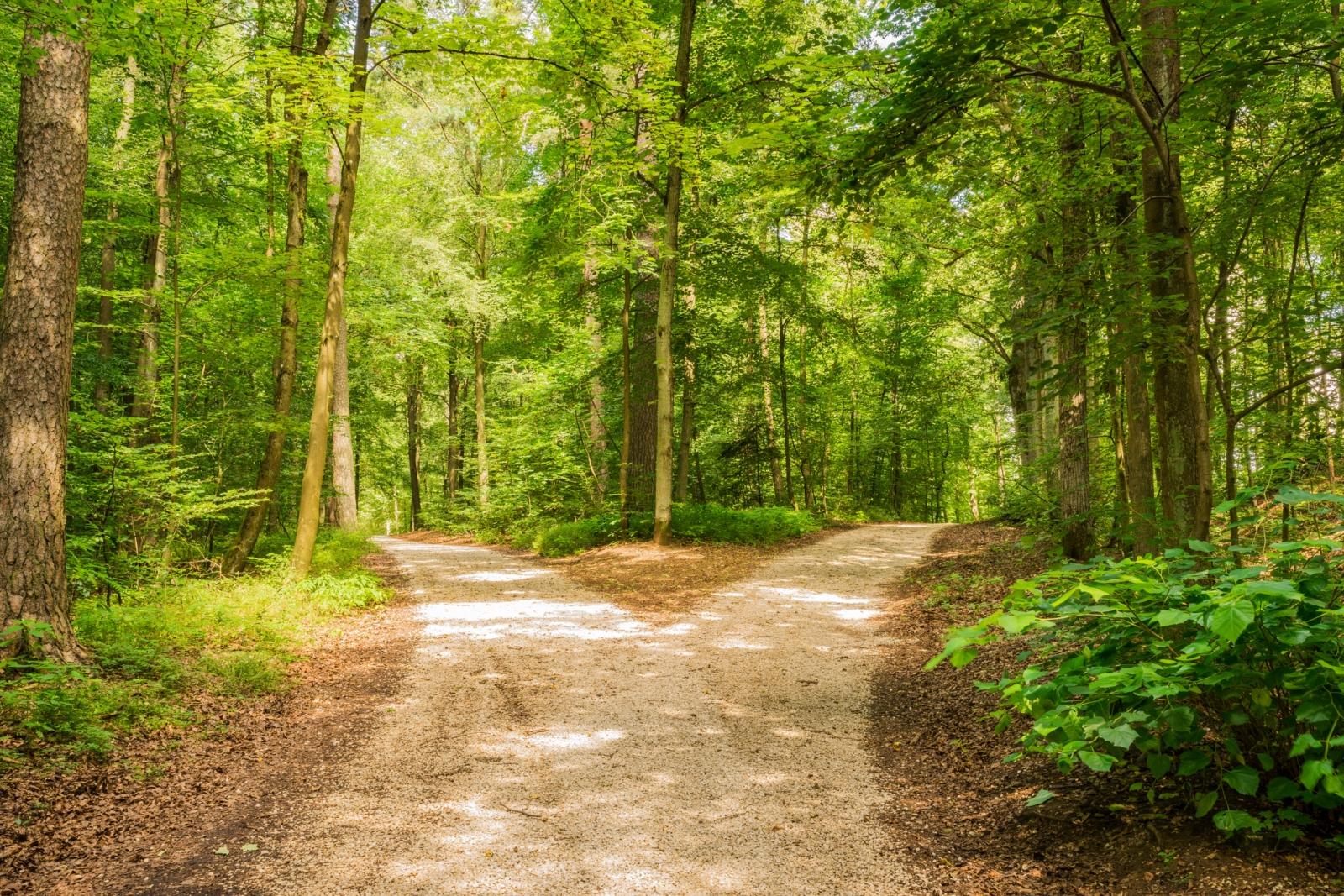 Symbolbild Wald mit Kreuzung
