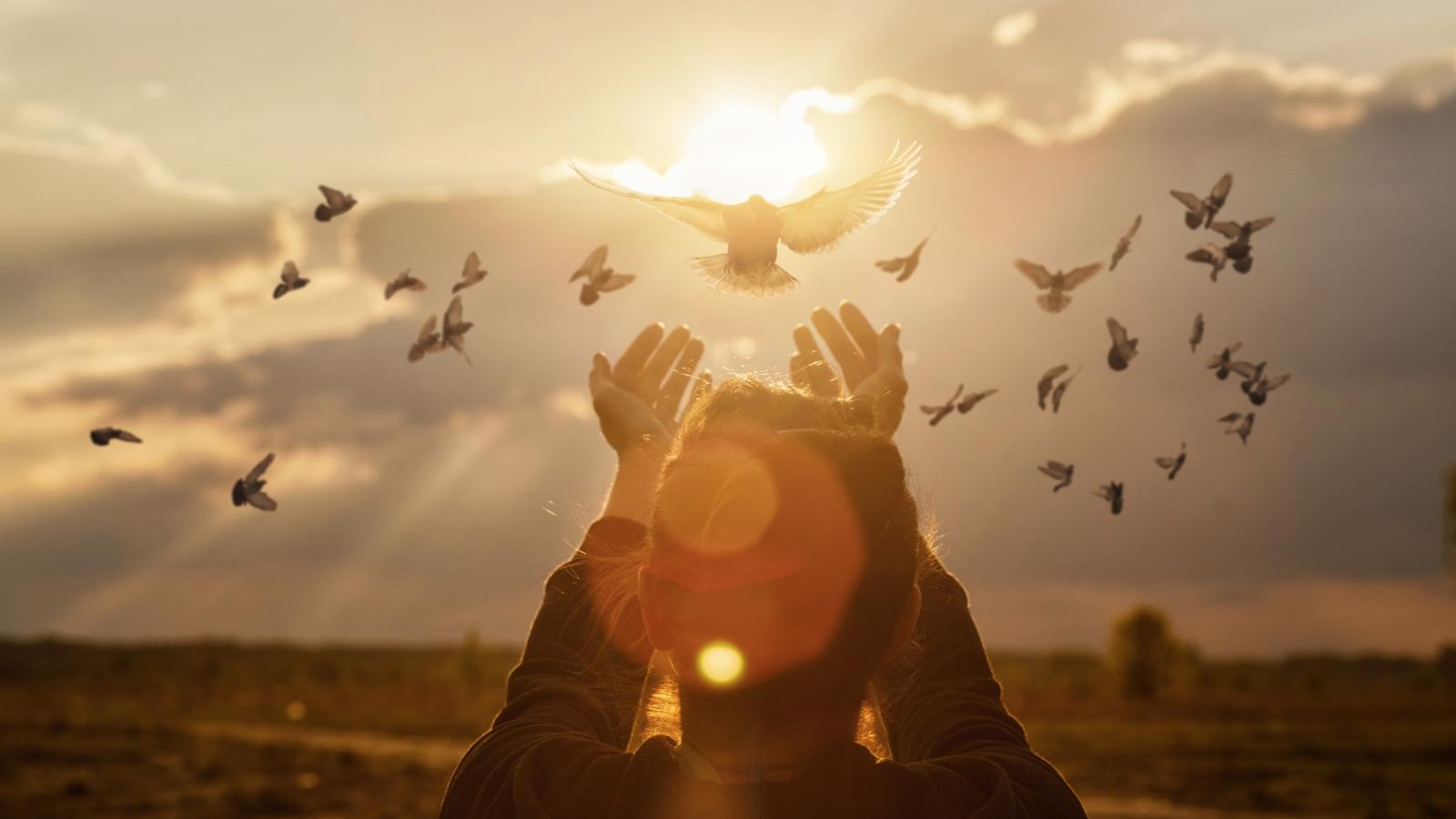 Doves fly into the woman hands against the background of a sunny sunset during prayer.