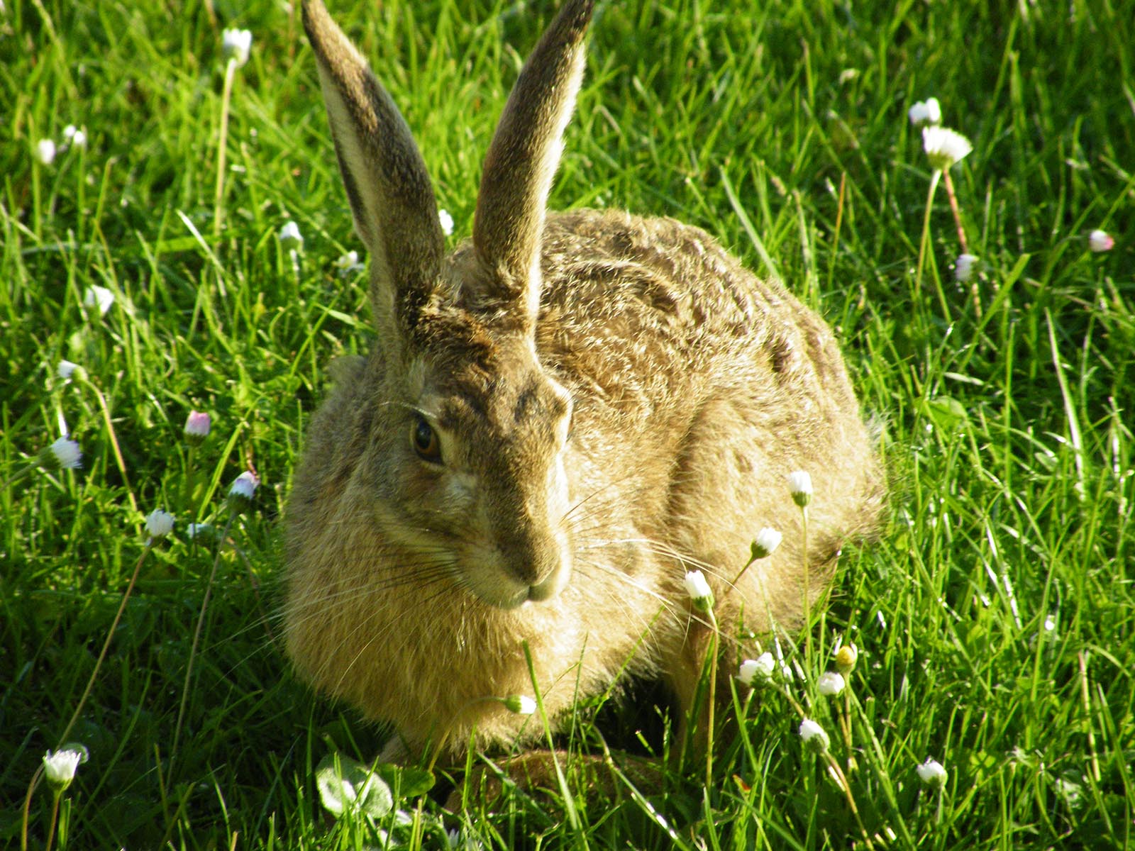 Der Osterhase steht für Leben und Fruchtbarkeit - und verteilt die Ostereier