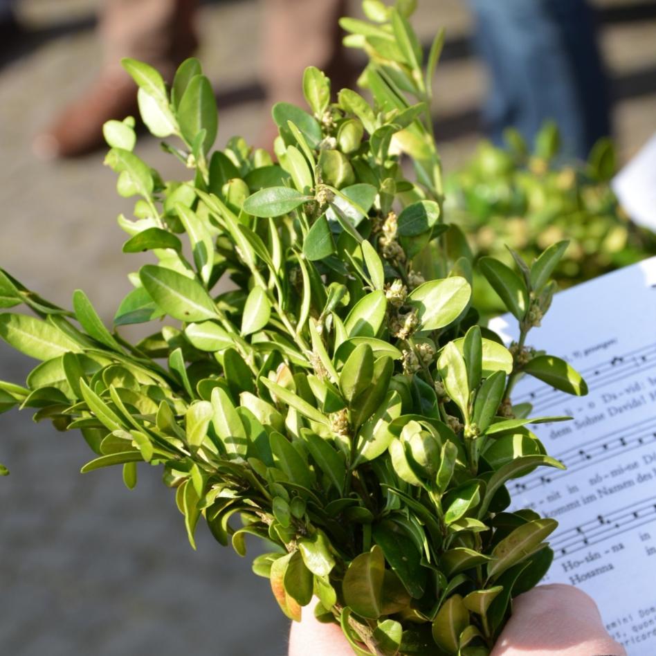 Buchsbaumzweige an Palmsonntag-