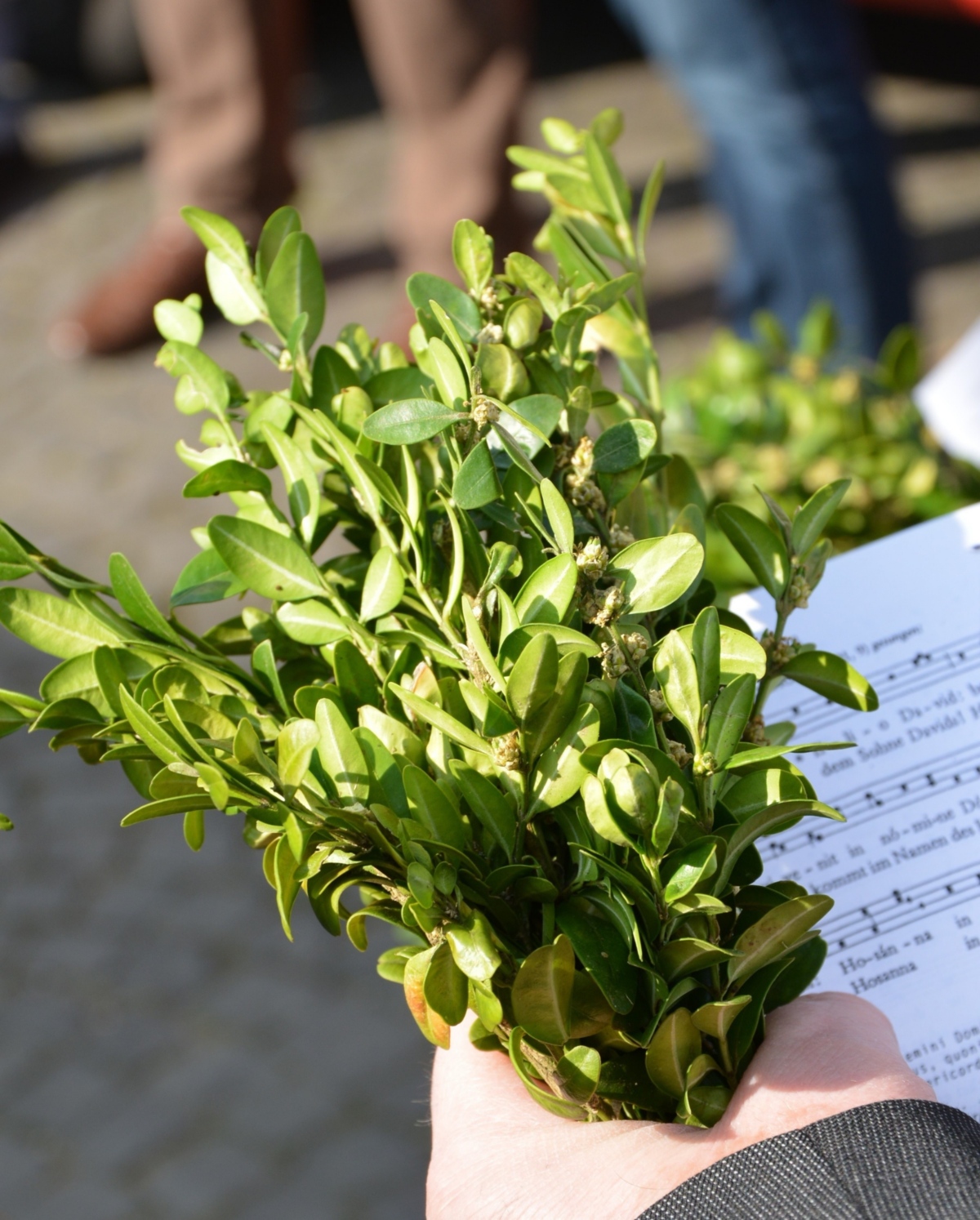 Buchsbaumzweige an Palmsonntag-