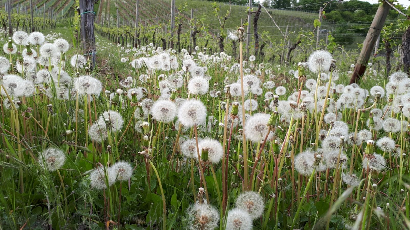 Pusteblumen im Weinberg 2018 Eva-Maria Will