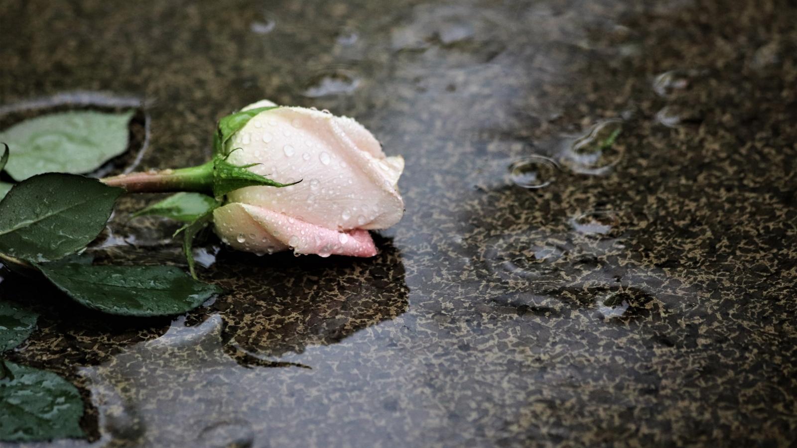 pink-rose-in-rain-4233313_by_goranh_pixabay_pfarrbriefservice