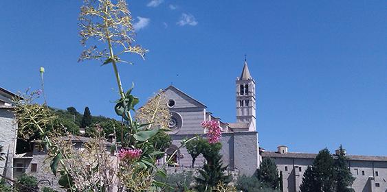 Assisi, Header