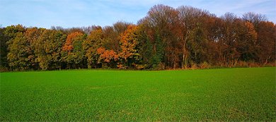 wiese-herbst