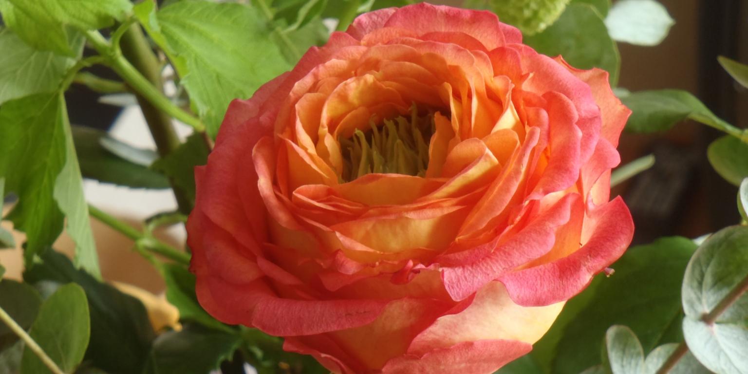 Das Bild zeigt eine einzelne Rose mit Grün