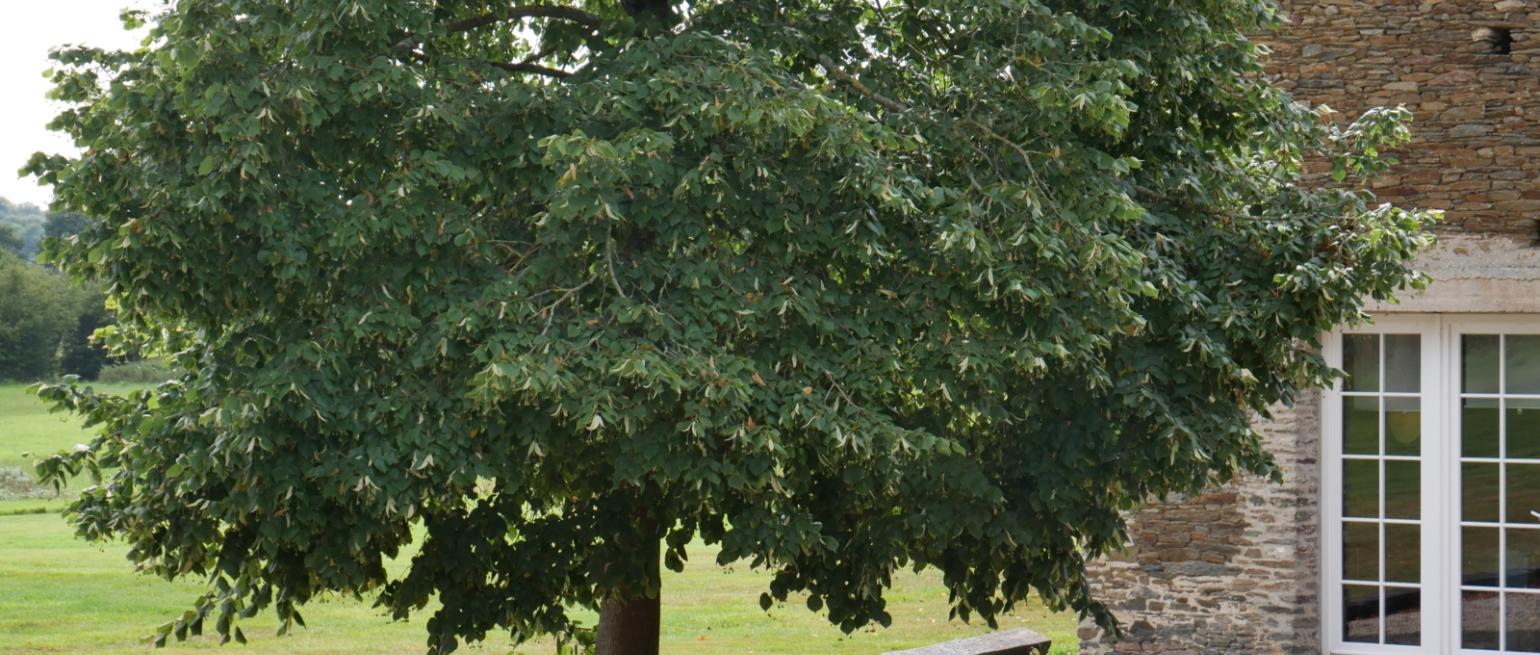 Baum vor einem alten Haus
