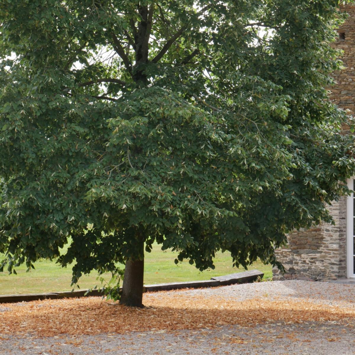 Baum vor einem alten Haus