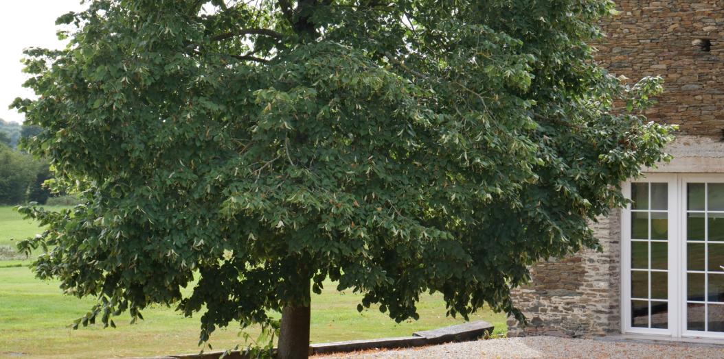 Baum vor einem alten Haus