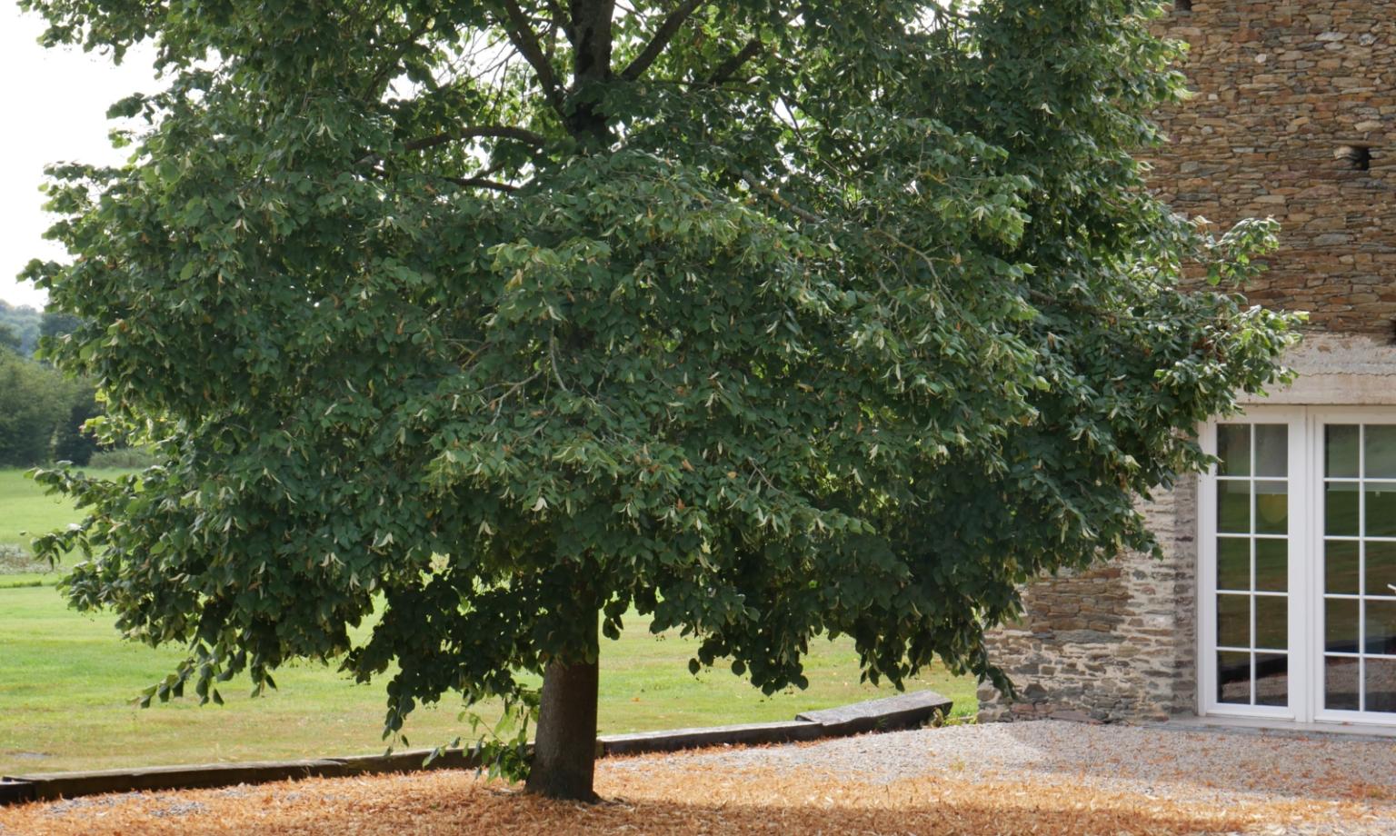 Baum vor einem alten Haus