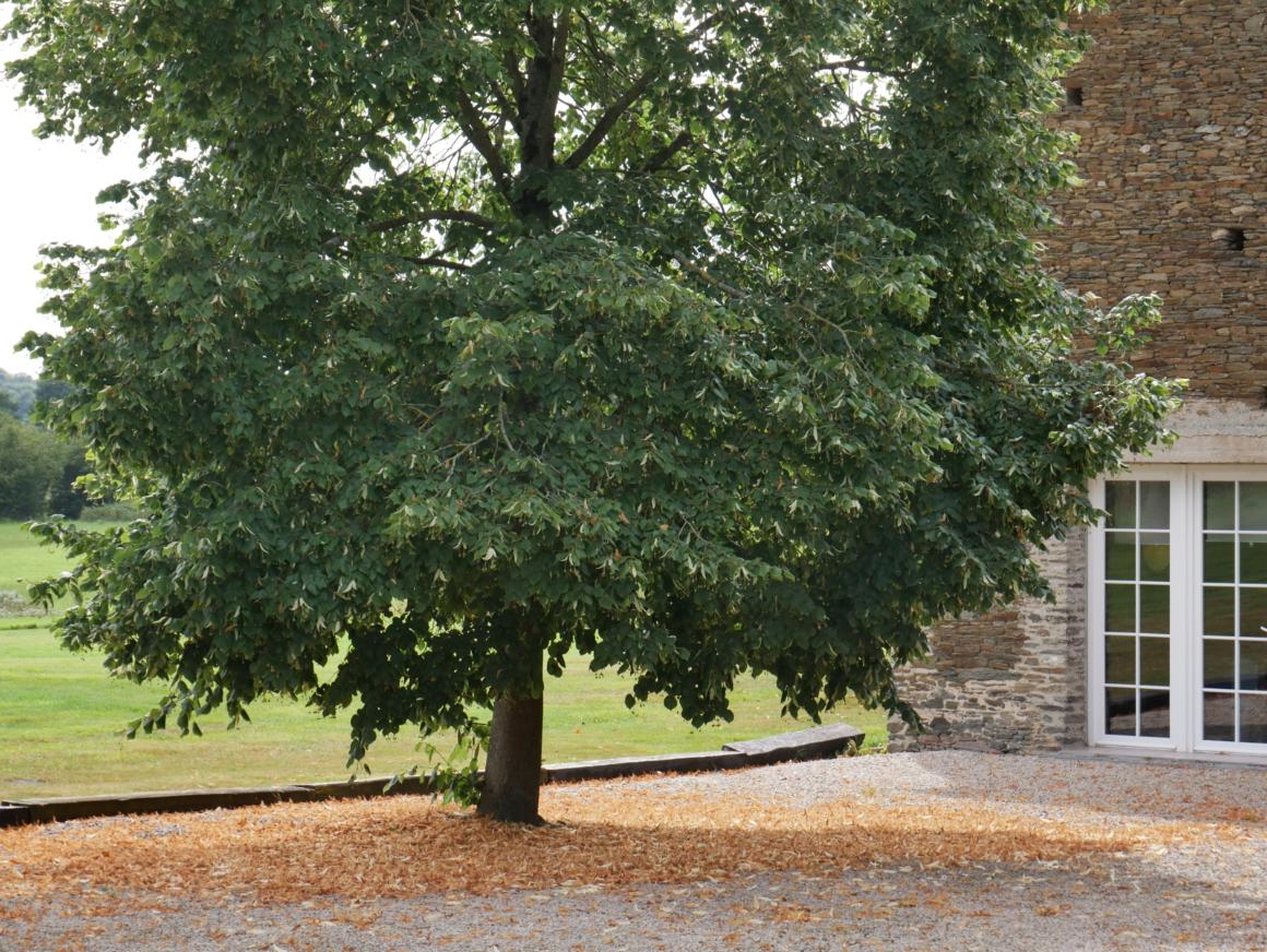 Baum vor einem alten Haus