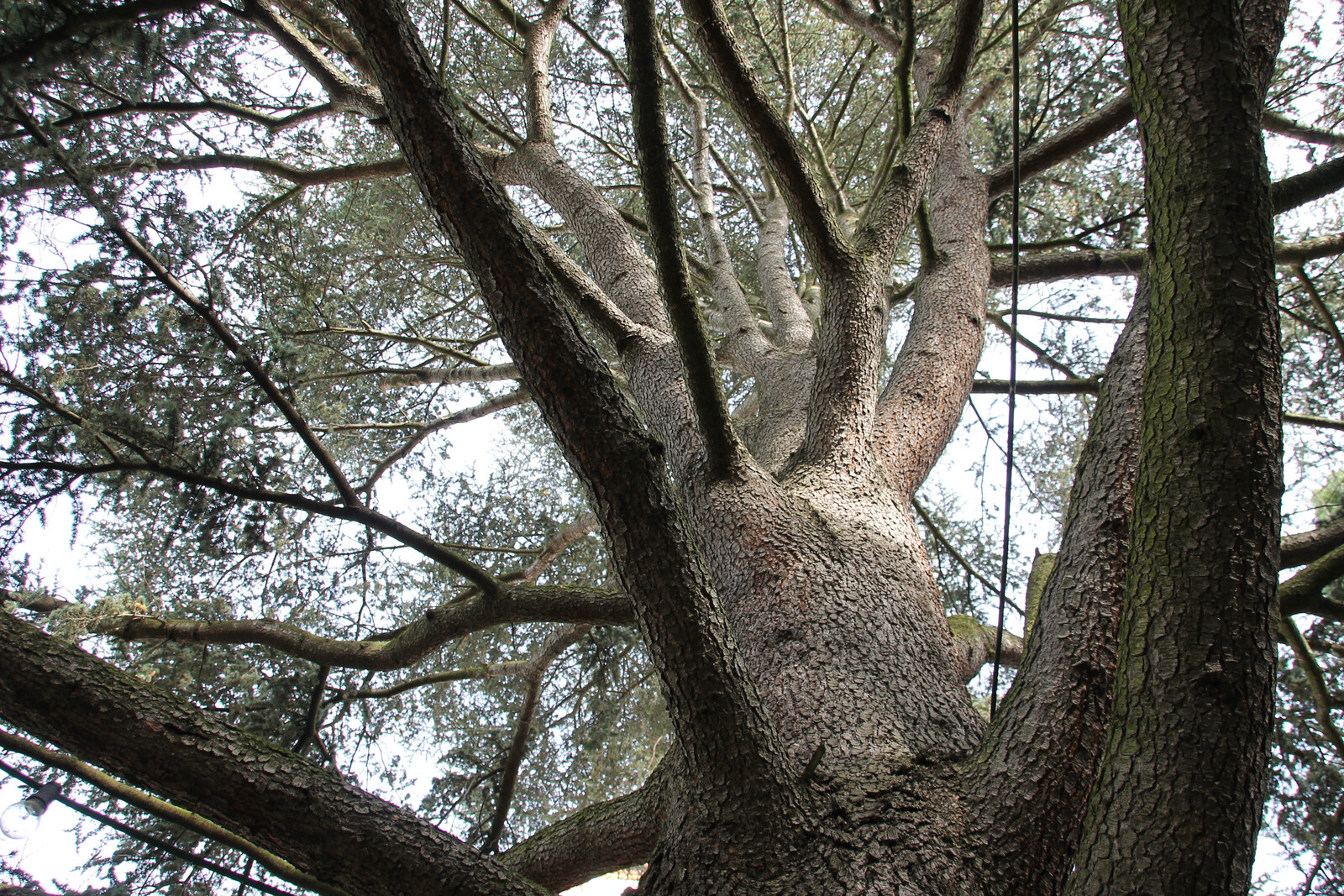 Baum/Wurzel