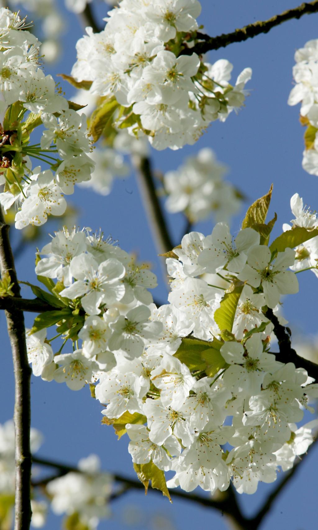 Ein Foto zeigt die Nahaufnahme eines Kirschzweigs mit weißen Blüten.