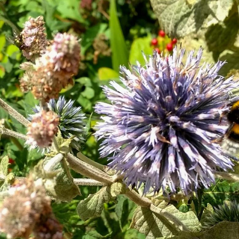 Insektenschwund_Biene