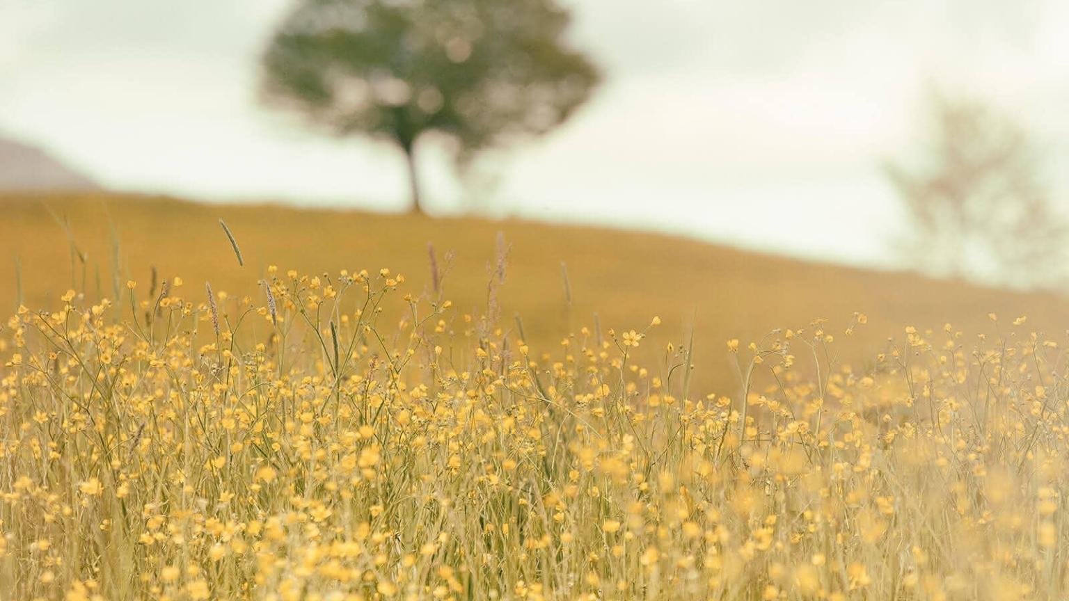 Blumenwiese mit Baum
